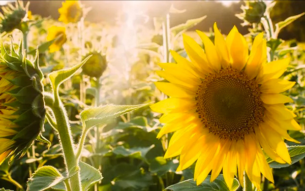 1581919210631336.jpeg dfb3c1204b06a778f20f4721d8f8b23.jpg