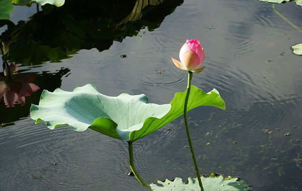 1597217948243919.jpeg 0035035729880652600.jpg