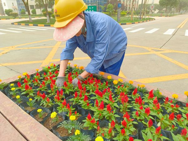 1682467001734246.jpeg 行政保衛部趙師傅等人在公司主干道上擺放鮮花。.jpg