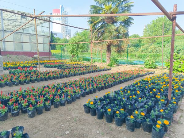 1682467008112706.jpeg 行政保衛部花房精心培育出萬壽菊和雞冠花.jpg