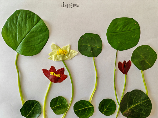 1702981488630597.jpeg 蓮葉何田田.jpg