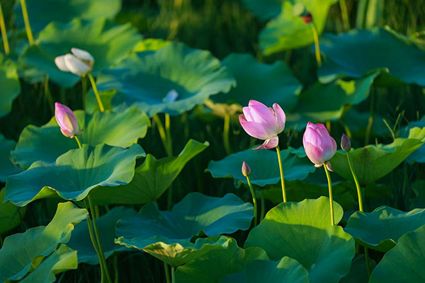 1719275889875723.jpeg 4.jpg