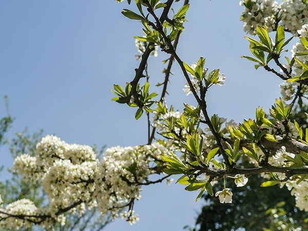 021743577181139260.jpg 李子花.jpg