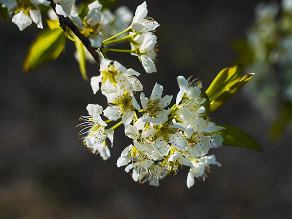 071744022076289139.jpg 1 副圖.jpg