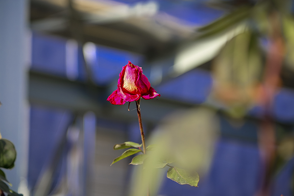 241763945363596782.jpg 4 600.jpg